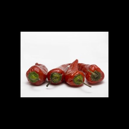 plantera chili plantera chili