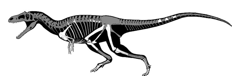 Ny dinosaurie art upptäckt i argentina. gualicho shinyae hade ...