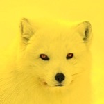 Artic Fox