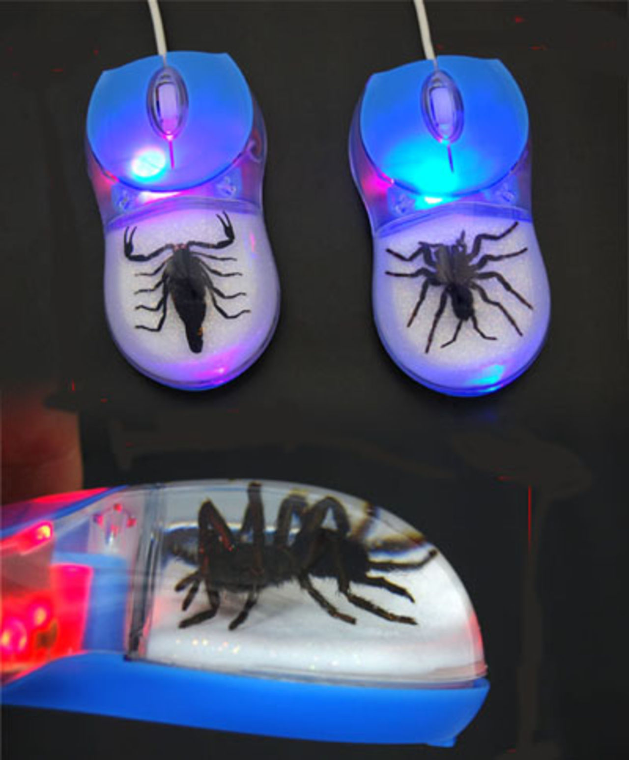 Musen för insekts-älskaren