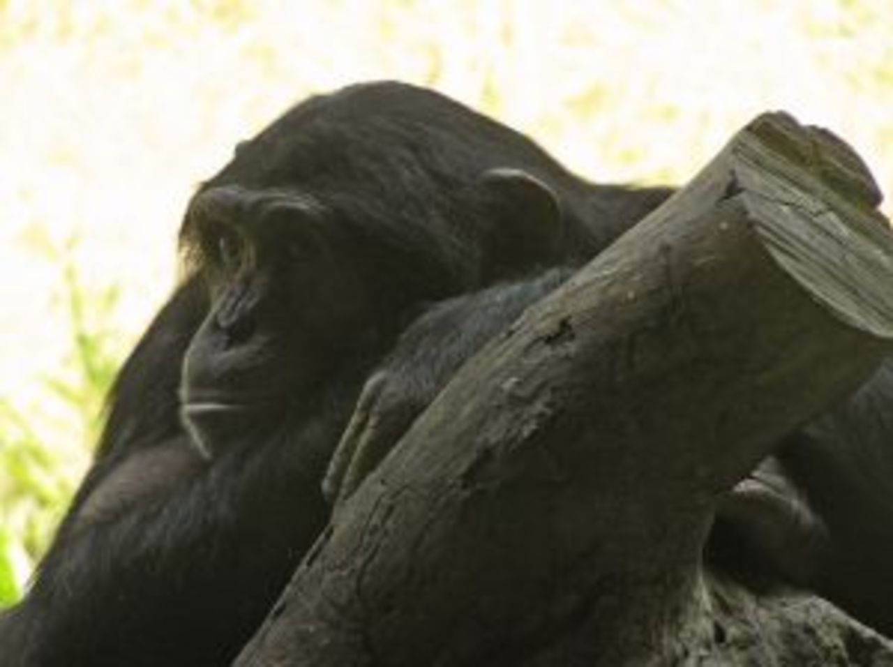 Jagande chimpanser använder spjut