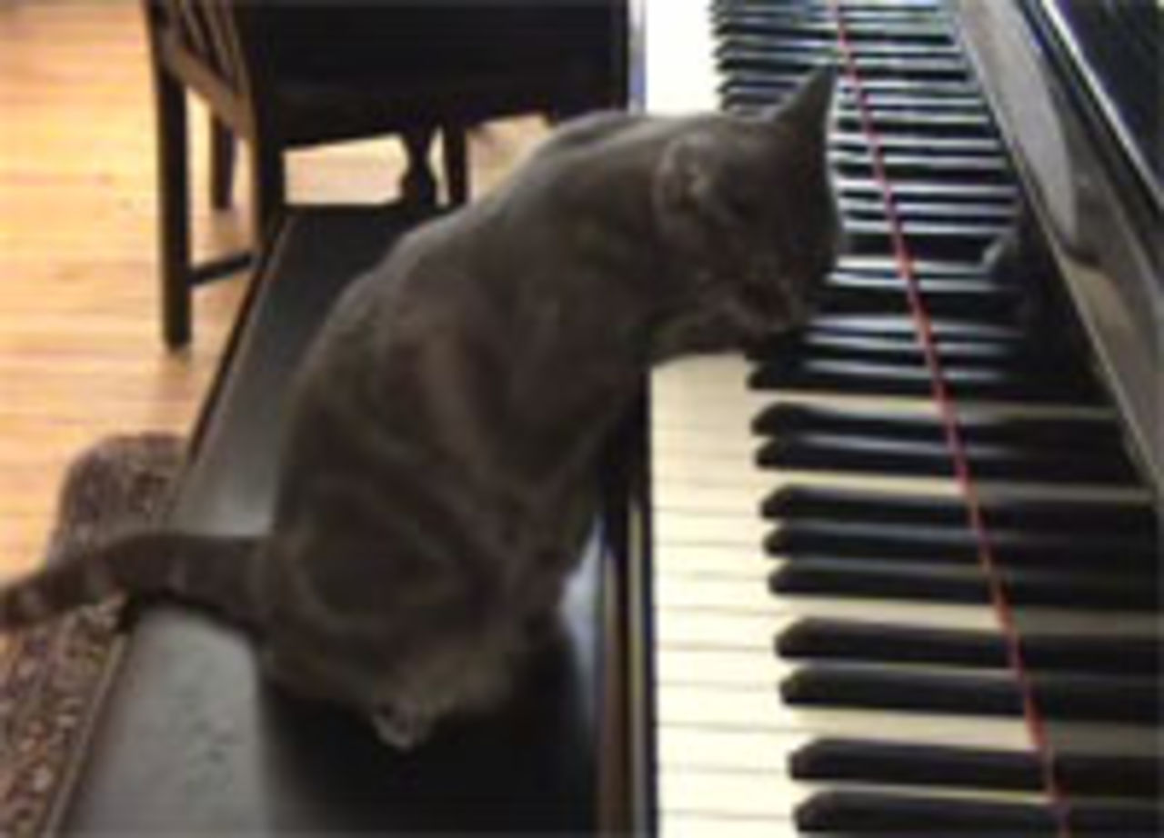Nora, katten som lirar piano