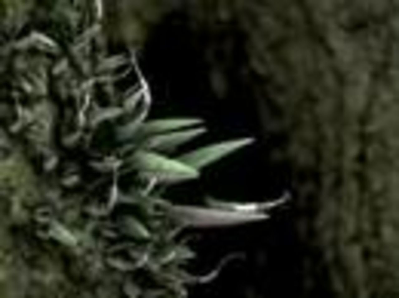 Psykedeliska växter