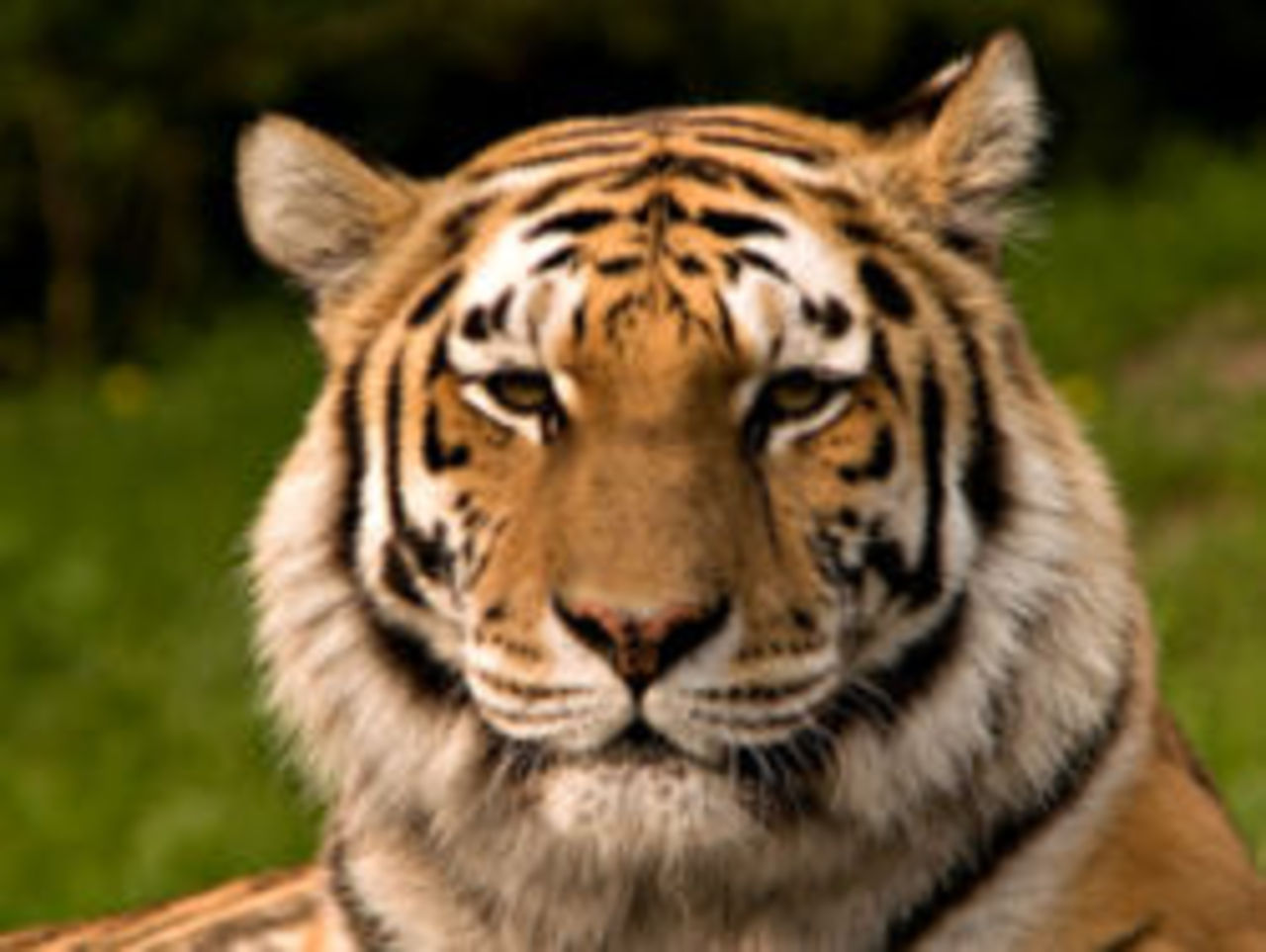 Sibirisk tiger till Orsa Björnpark