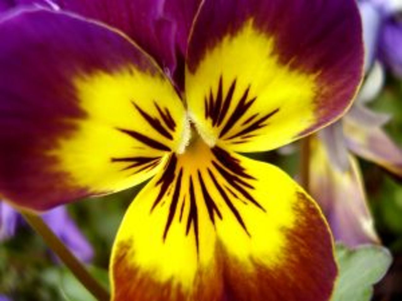 Månadens blomma i mars - Pensé