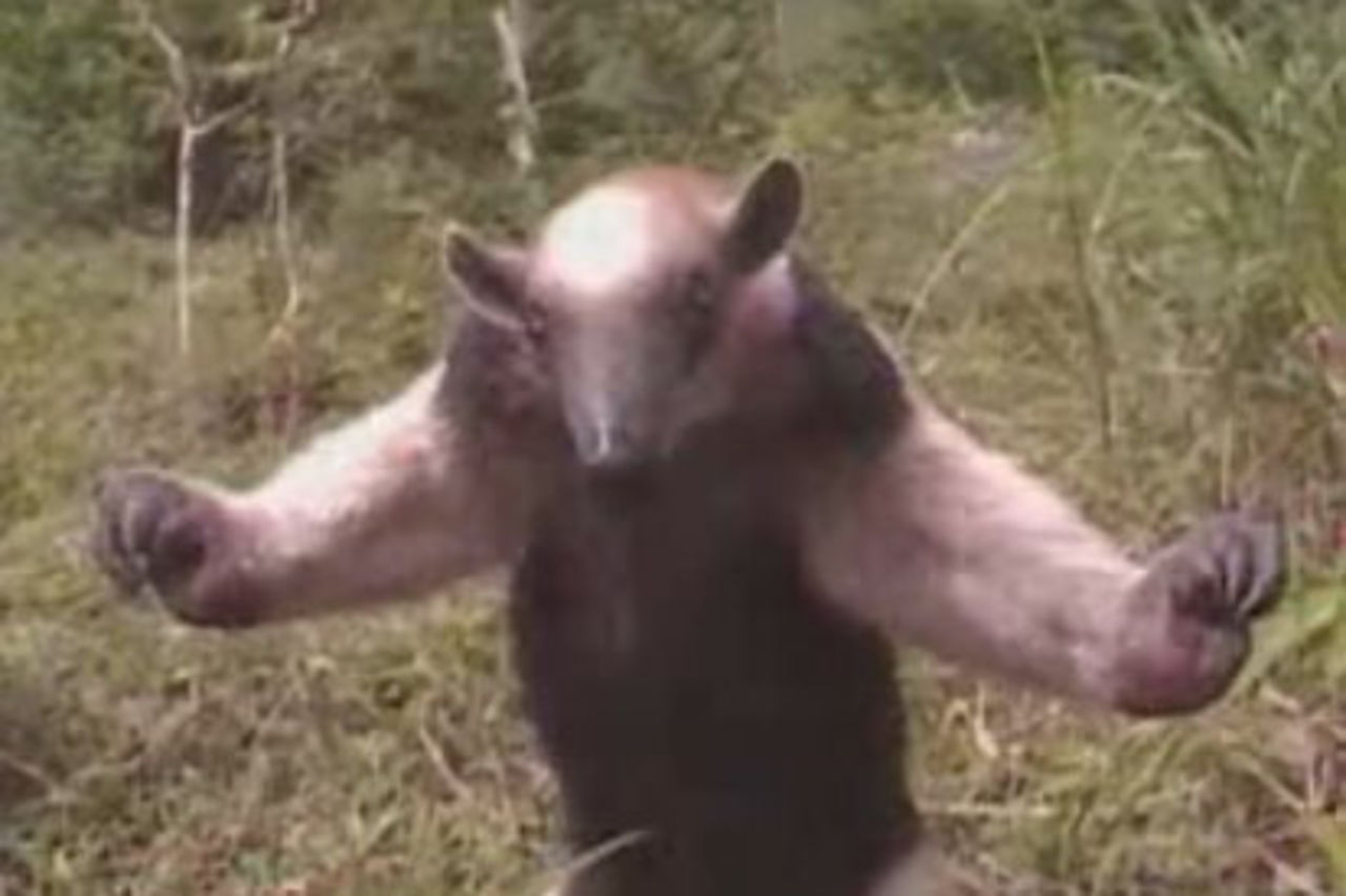 Myrslok osams med sengångare