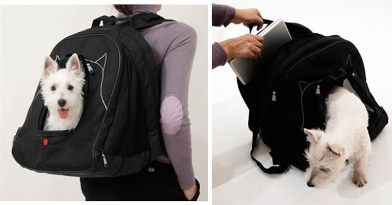 Dator och hund i samma väska