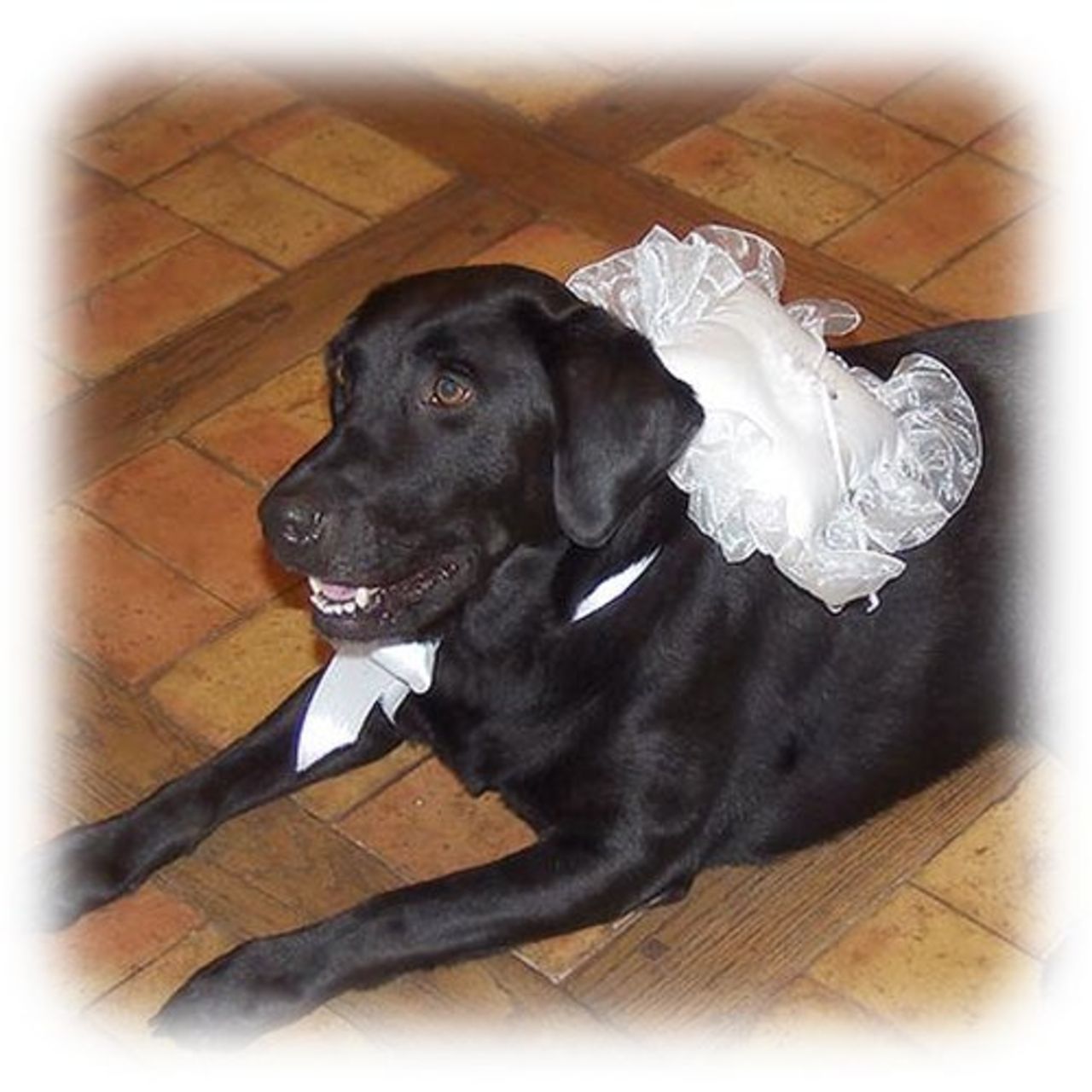 En hund till bröllopet?
