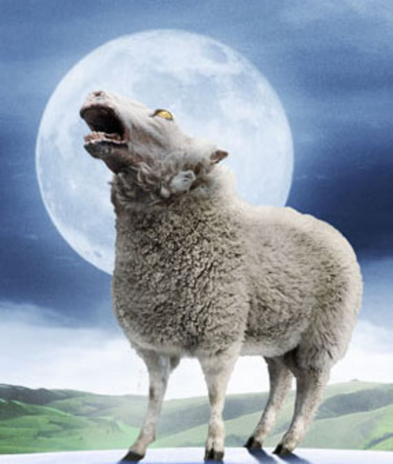 Black Sheep