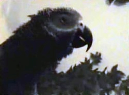 Tumnagel