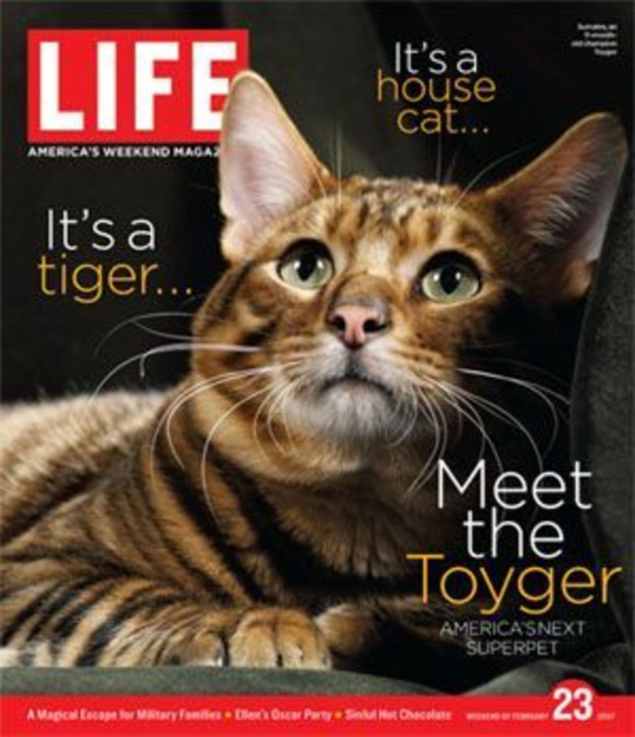 Toyger - the next big little thing?