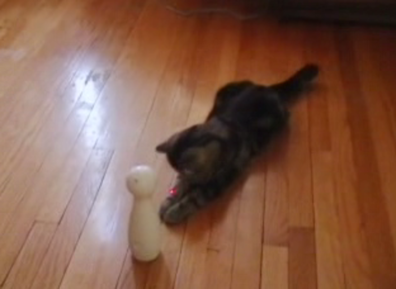 Håll djuren sysselsatta