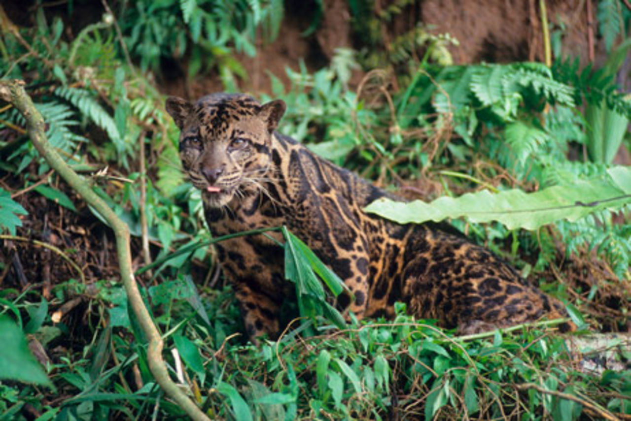 Ny leopard-art upptäckt