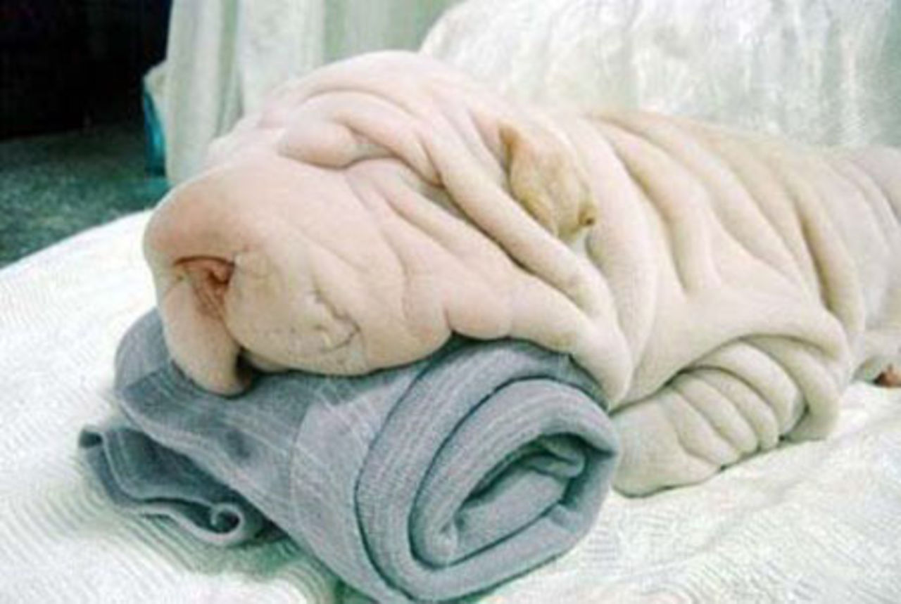 Skrynklig hund
