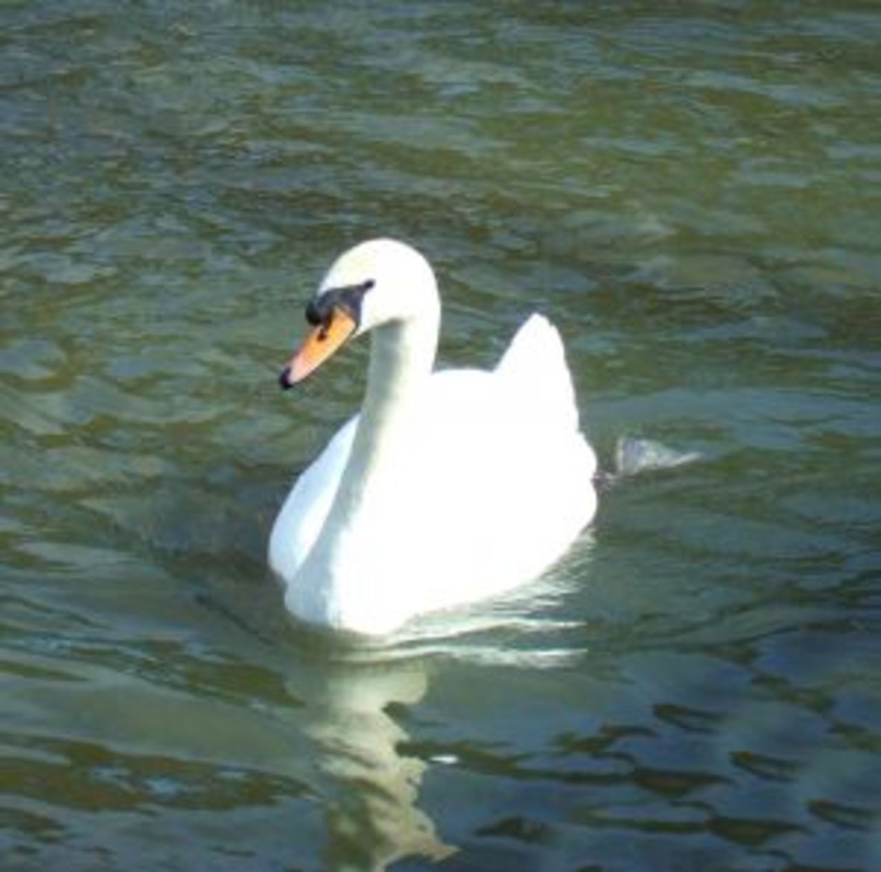 The return of the Svankvinna