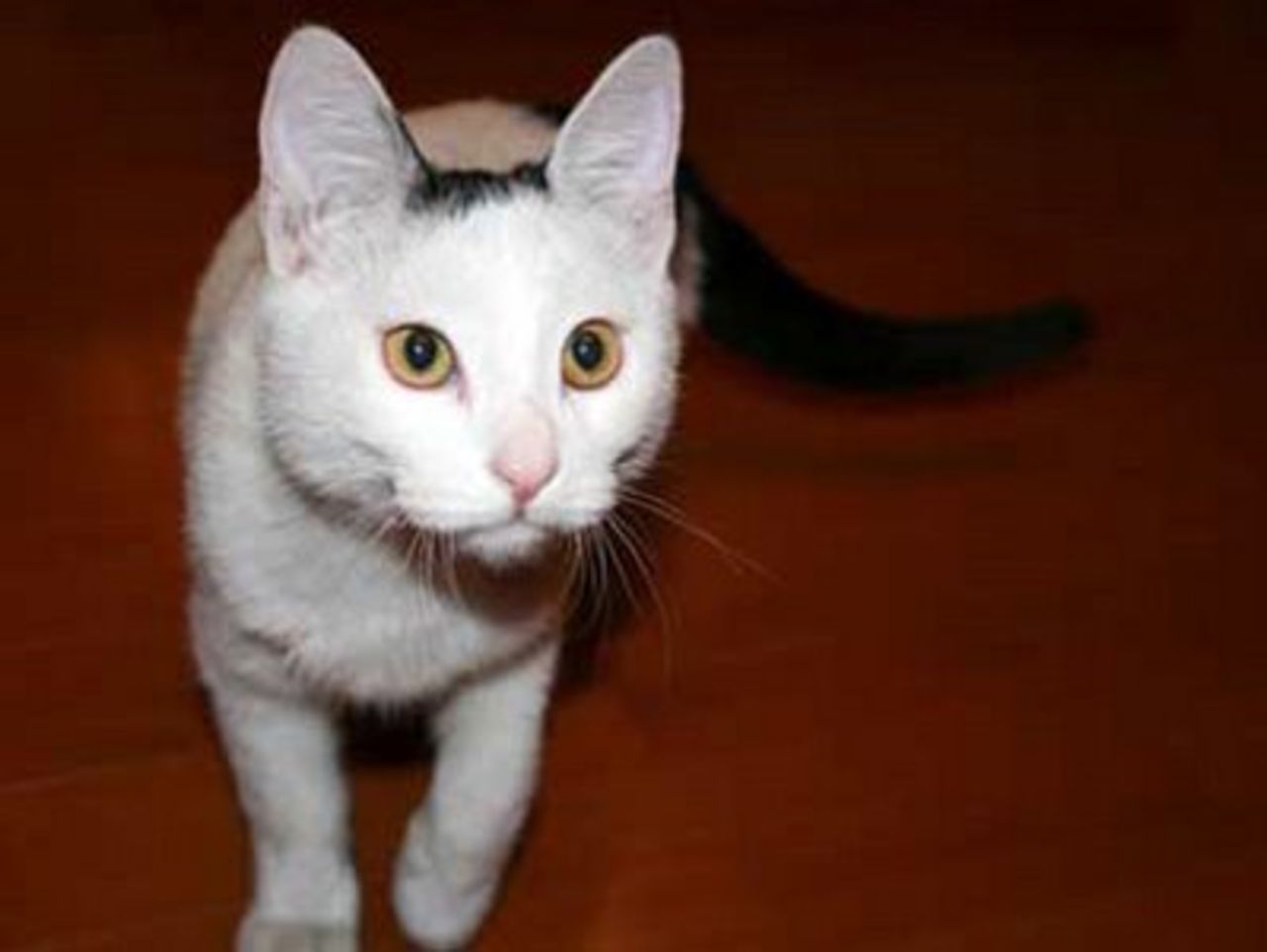 Katten Agui kan uttala sitt eget namn