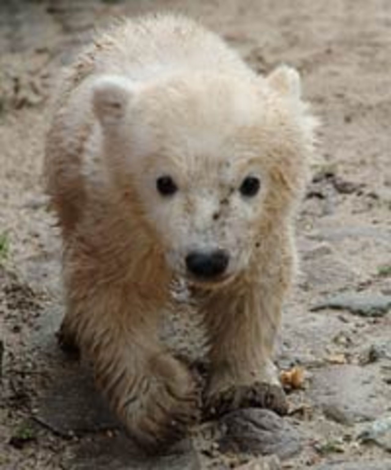 Isbjörnen Knut har en blogg
