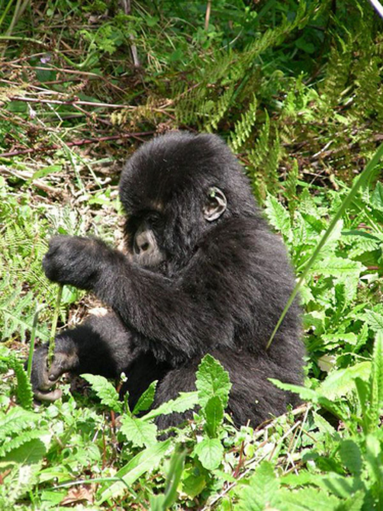 Gorilla Kingdom öppnar på London Zoo