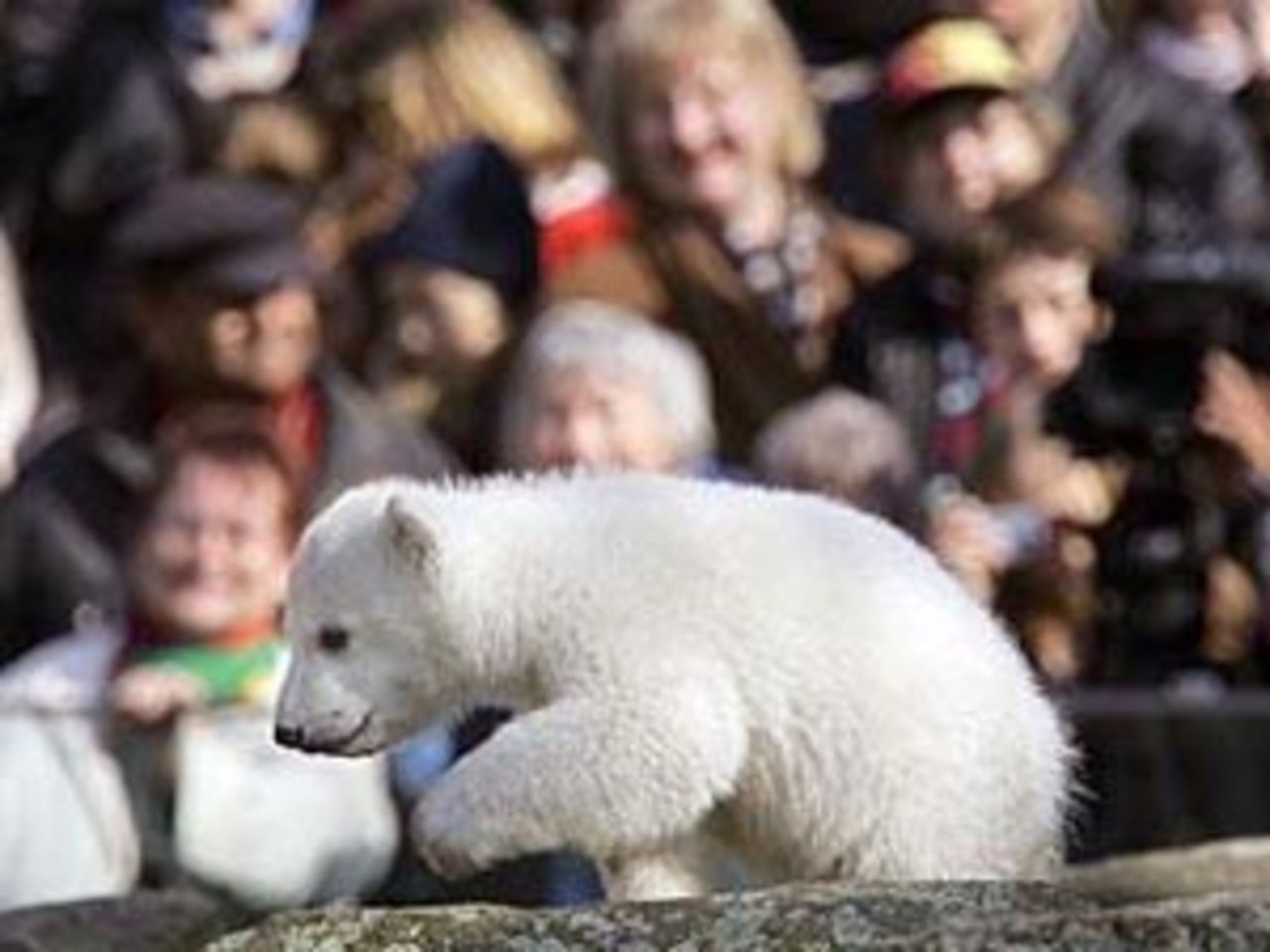Isbjörnen Knut anklagas för pandan Yan Yans död