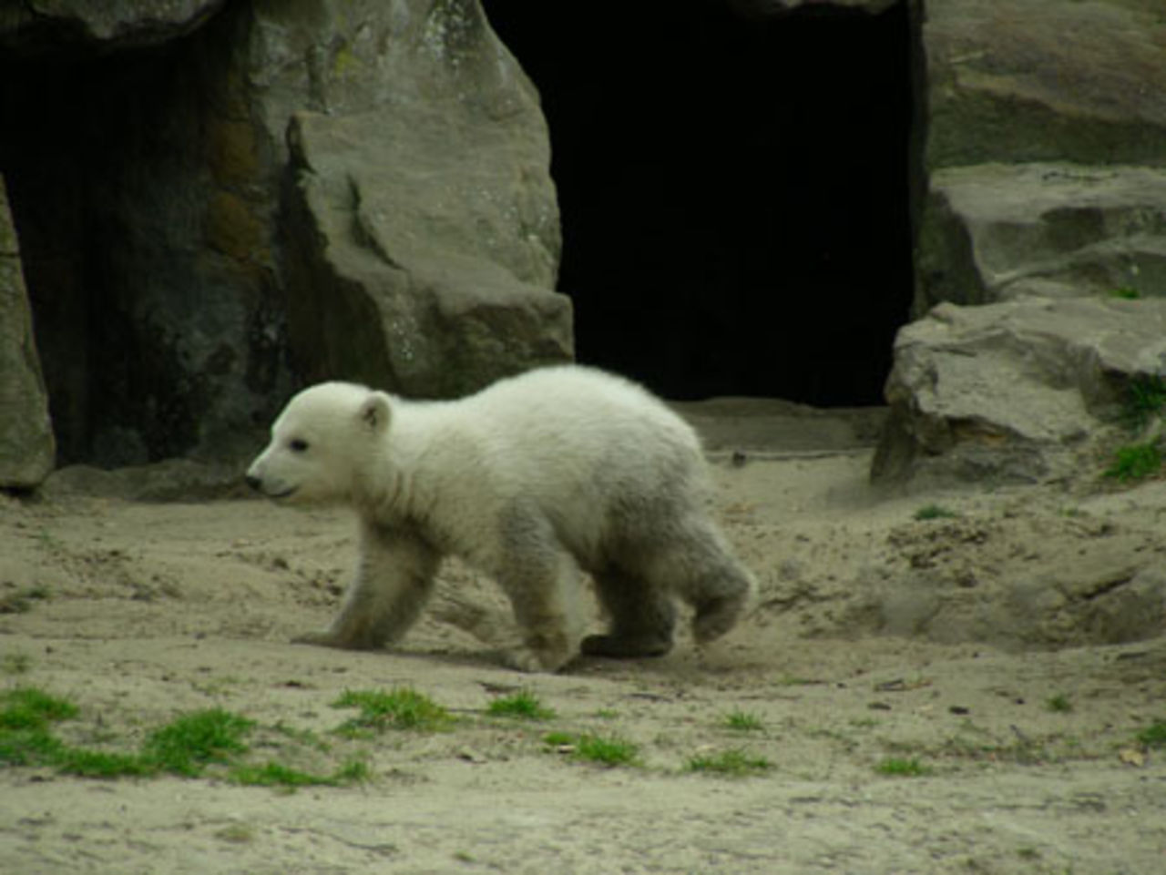 Ich, Knut