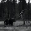 Bild till bildspel