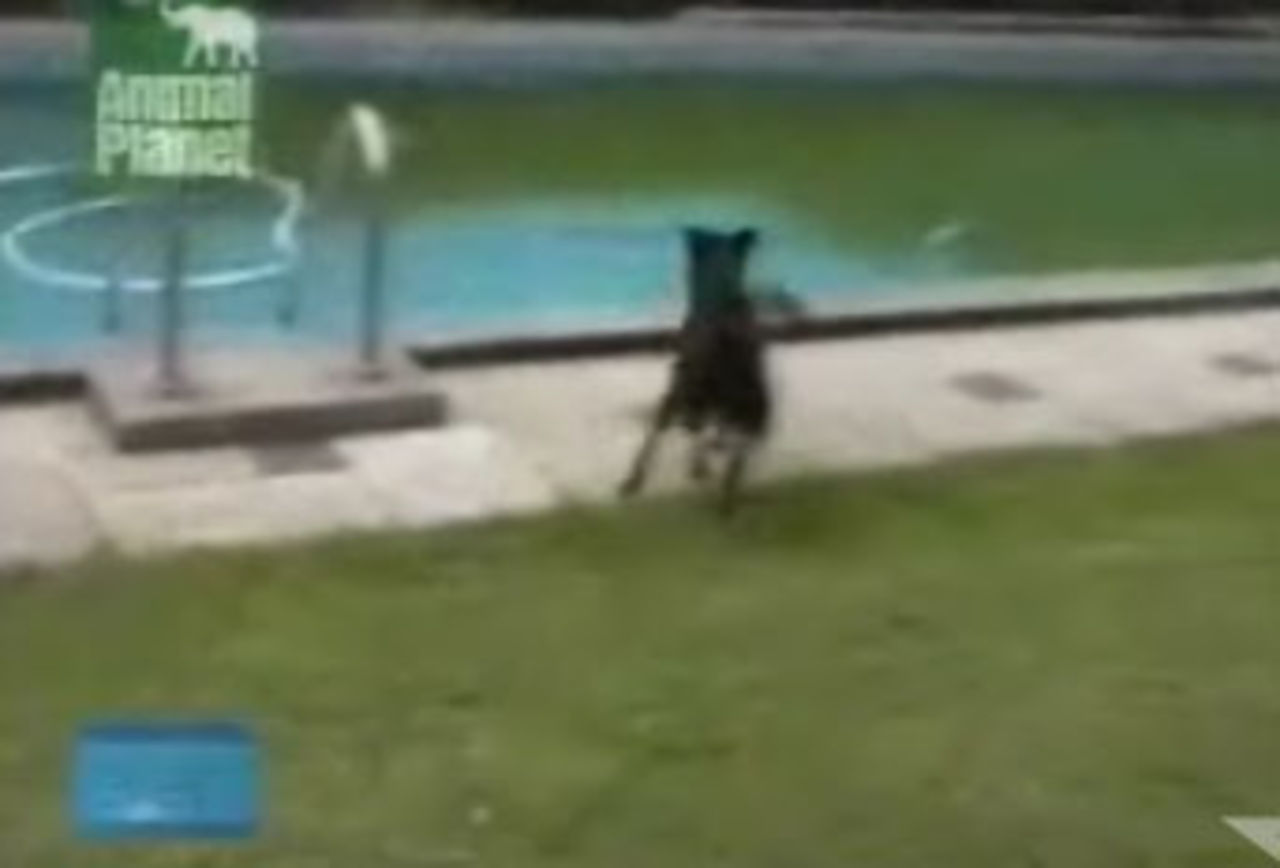 Smart hund