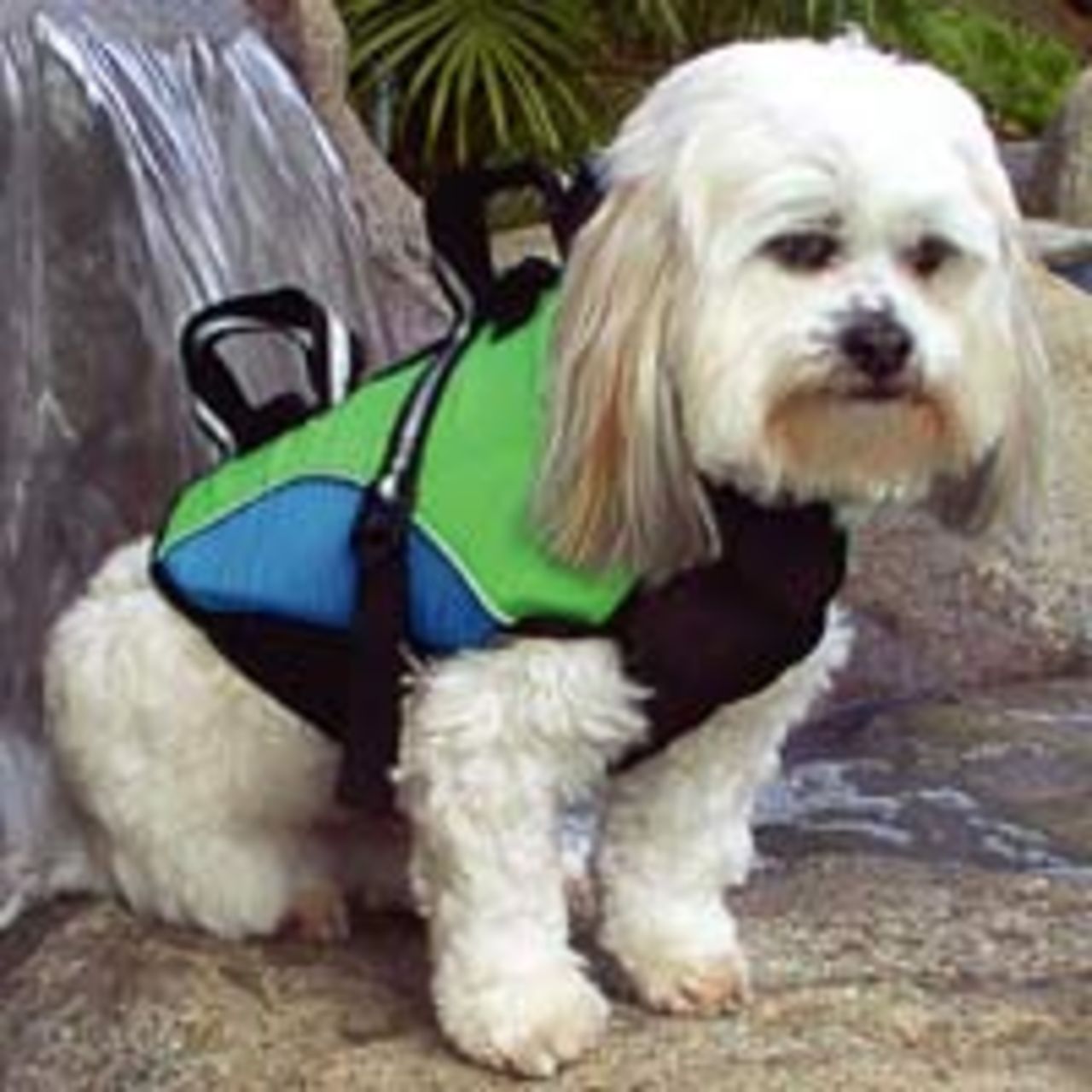 Flytväst till husdjuren