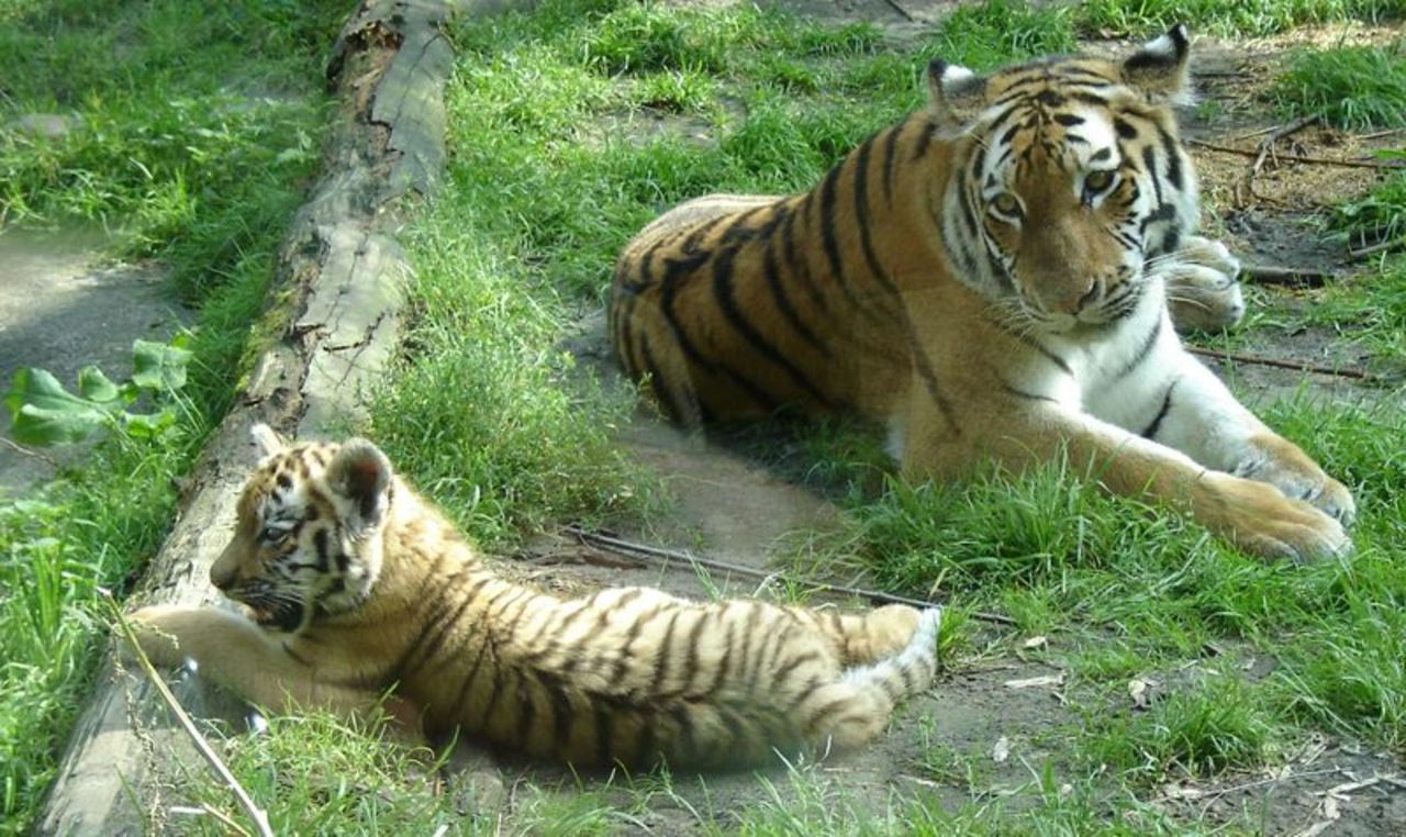 Den sibiriska tigern är på uppgång
