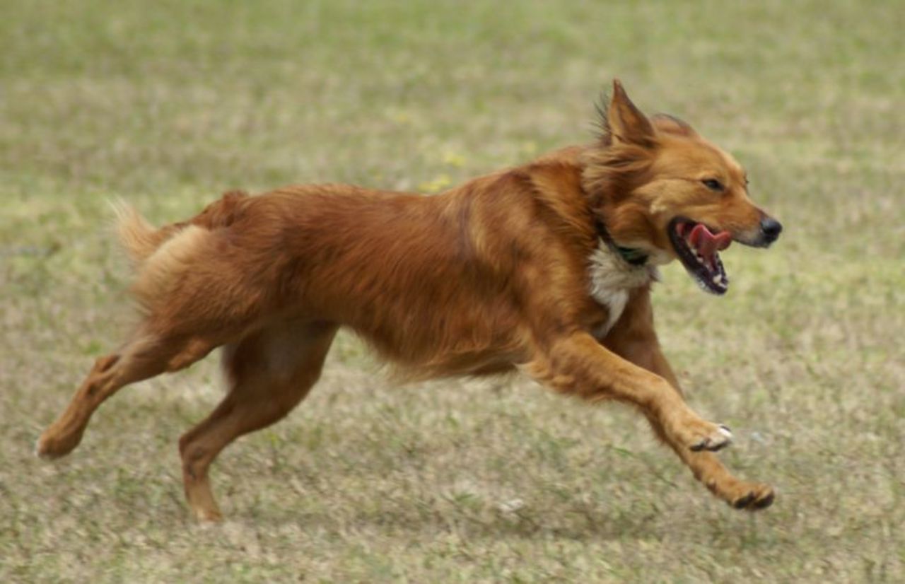 Musiklyssnande hund ledde till polisingripande