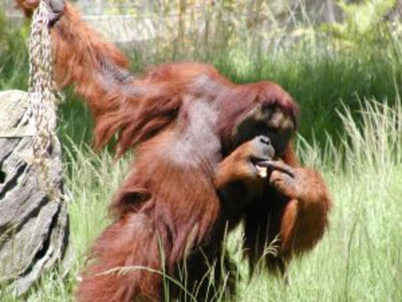 Orangutanger som spelar dataspel