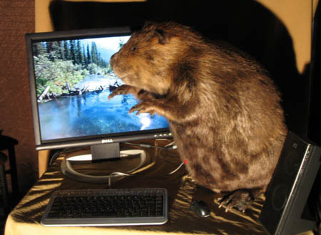 PC i uppstoppad bäver