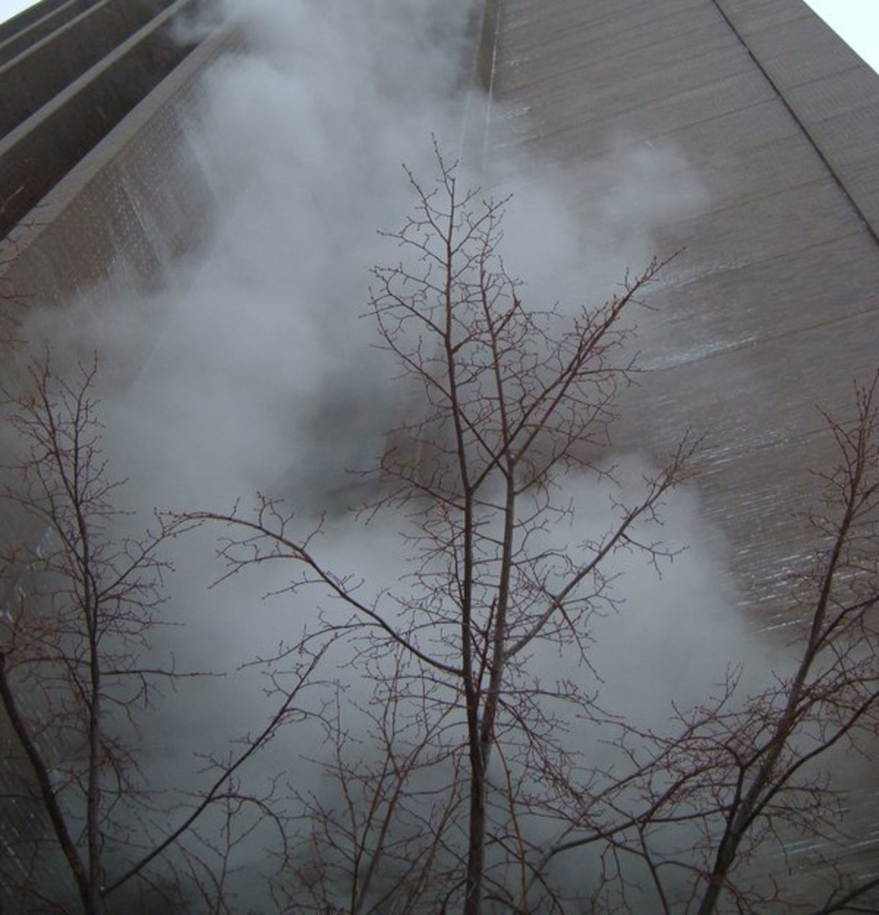 WiFi kan döda träd