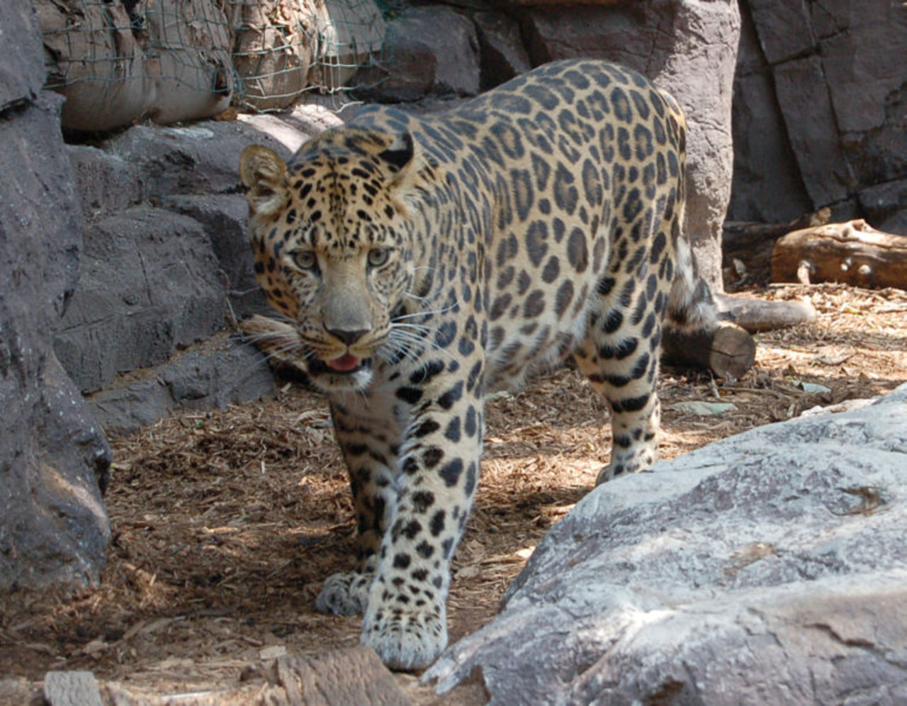 En av de sista Amurleoparderna skjuten