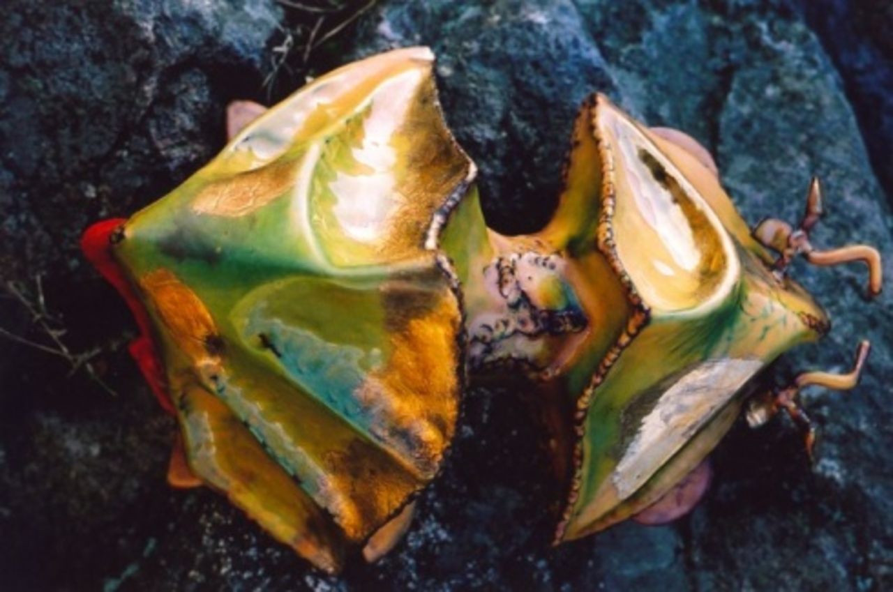 Nominerade till Biopublikens pris klara