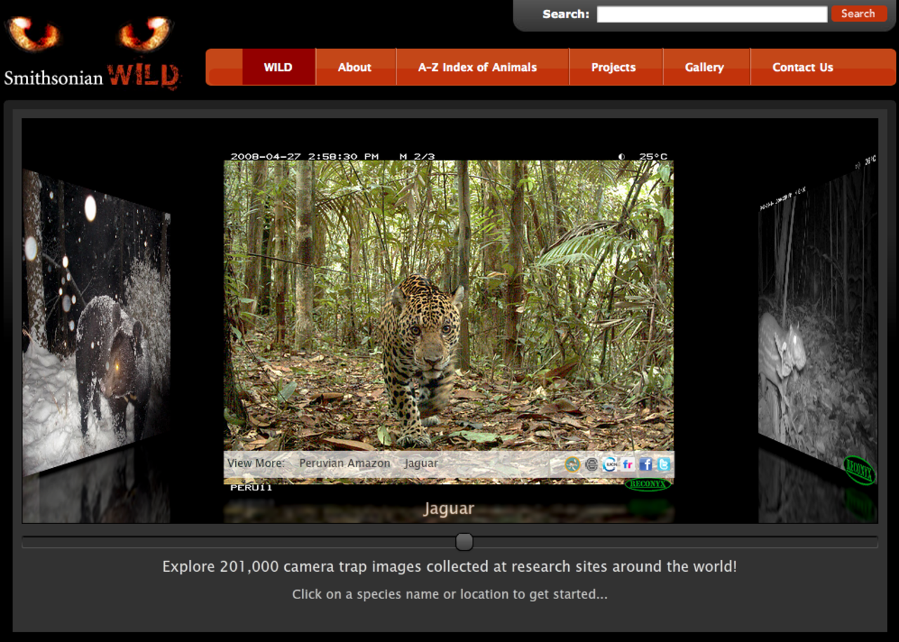 201 000 smygtagna bilder på vilda djur