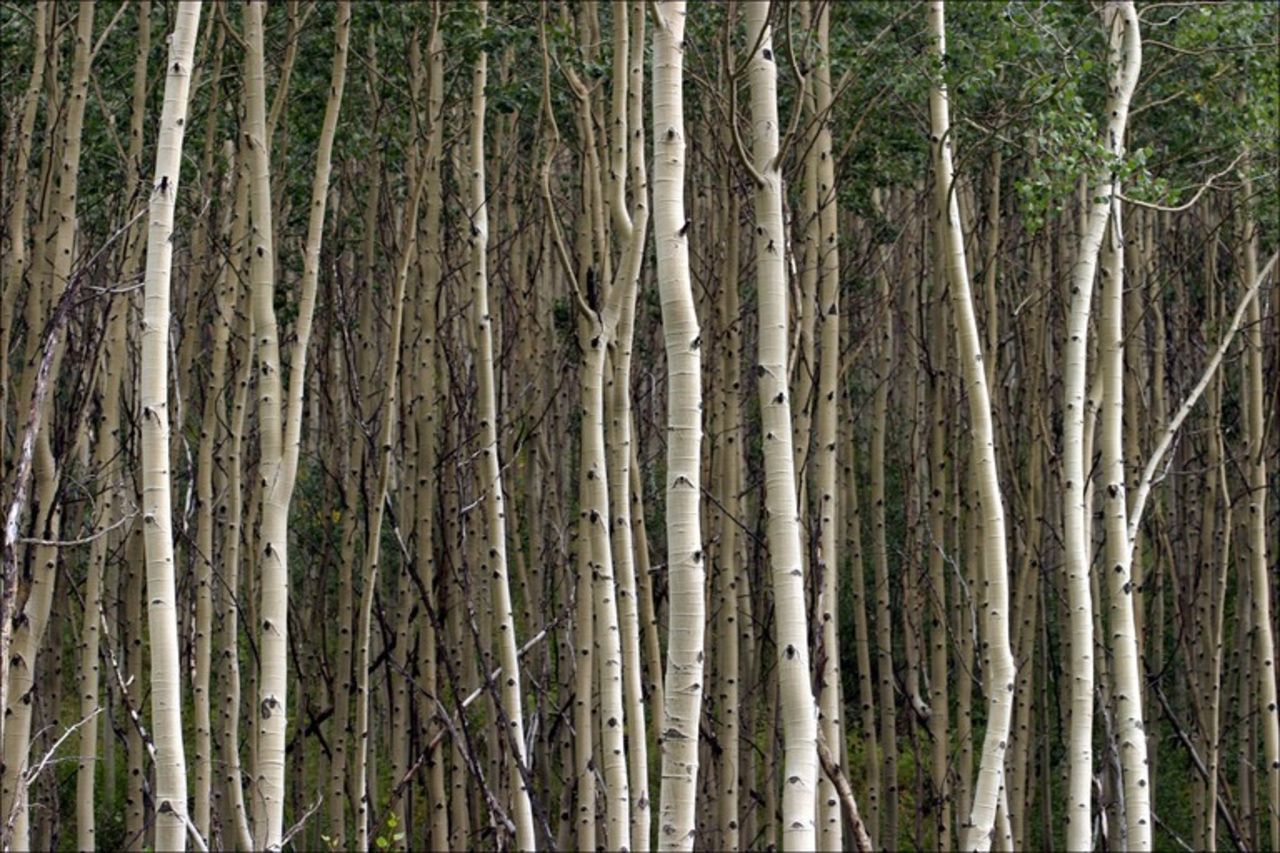 EA Sports slopar manualer