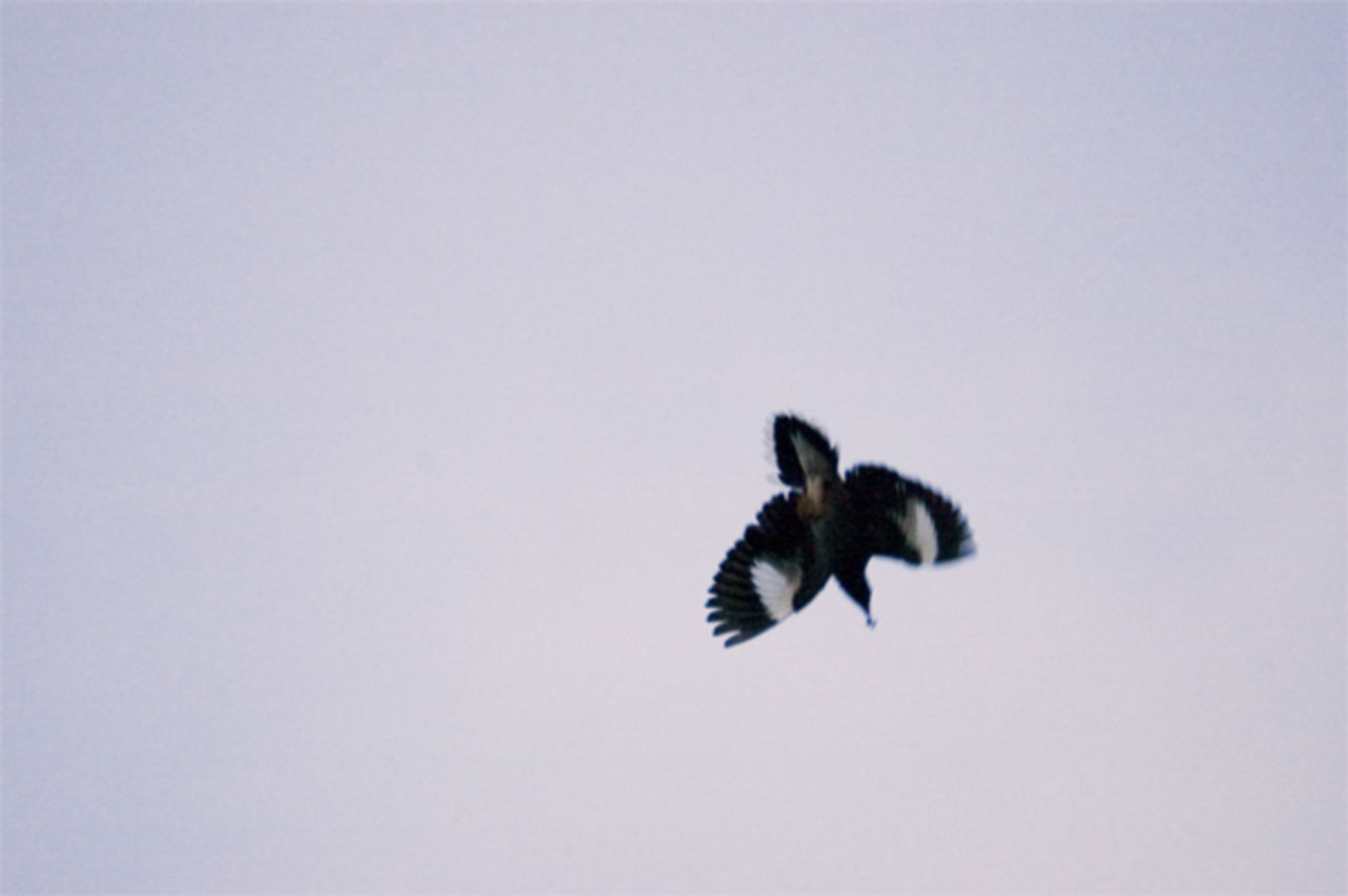 Blogg om djur i natur