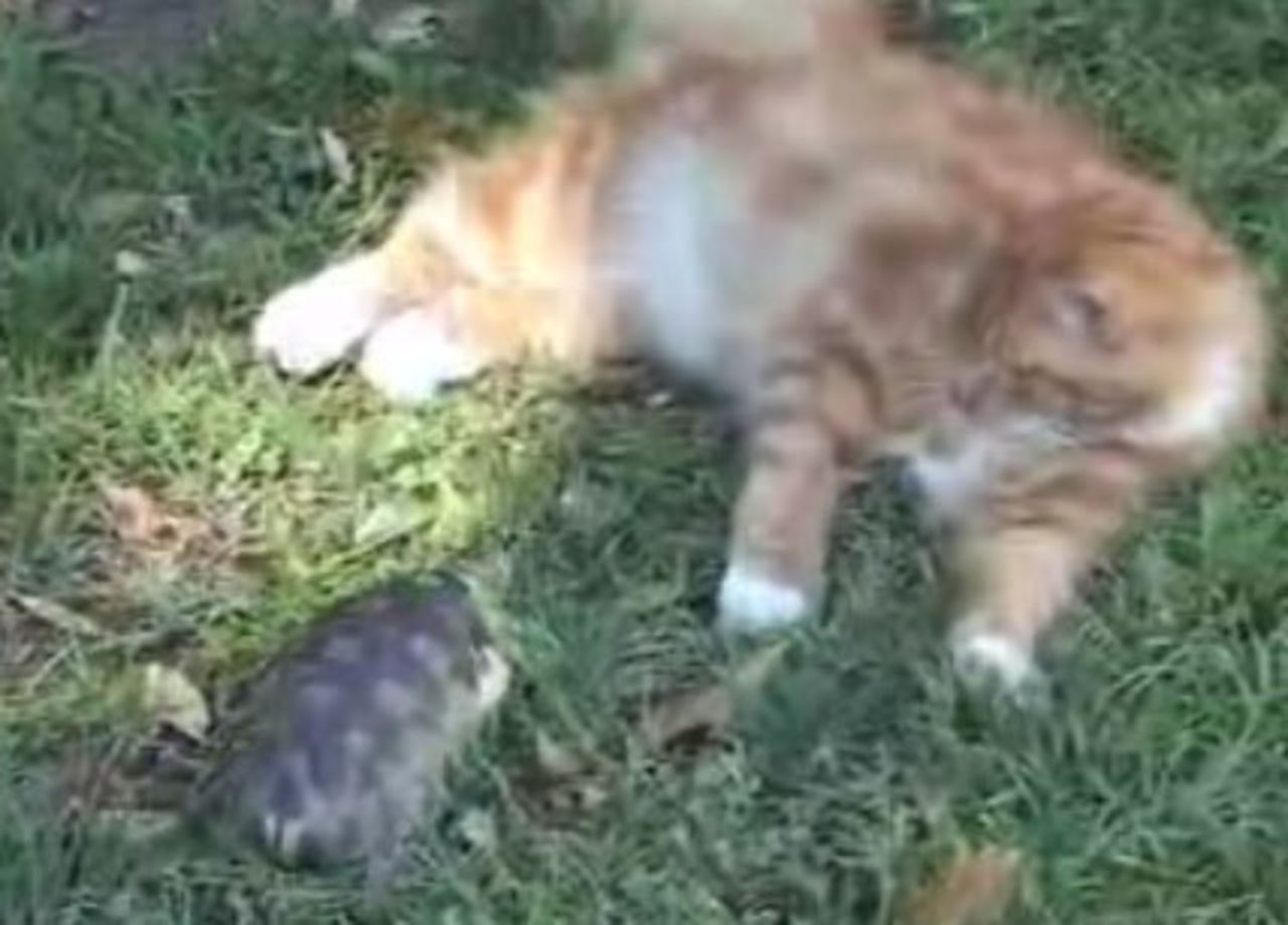 Sköldpadda vs katt