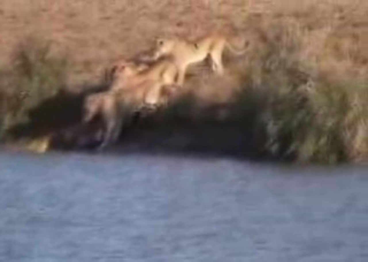 Buffel vs lejon vs krokodiler