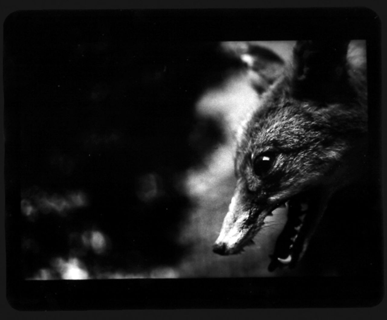 Dagens fotograf: Giacomo Brunelli