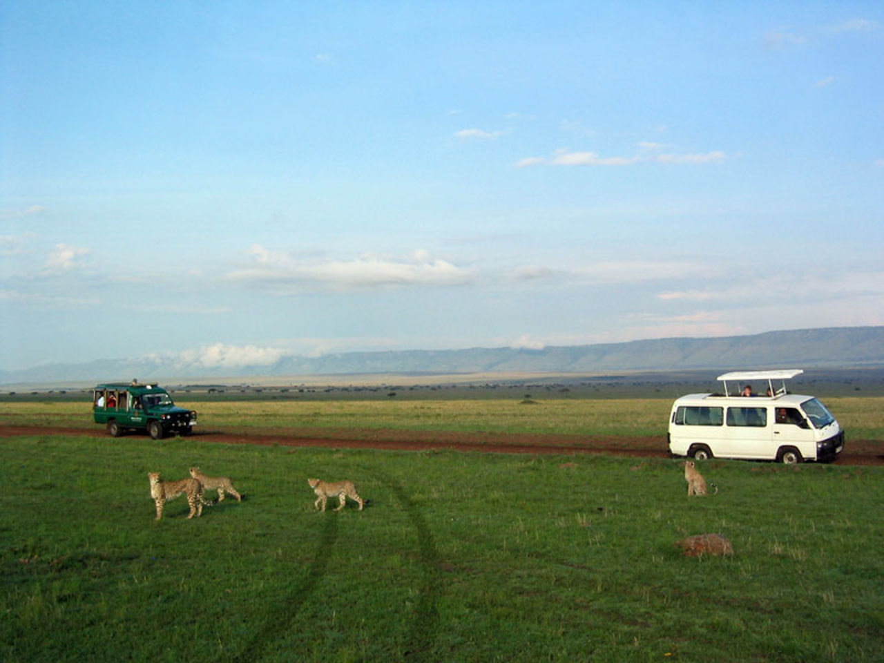 En vild gepard i safaribilen