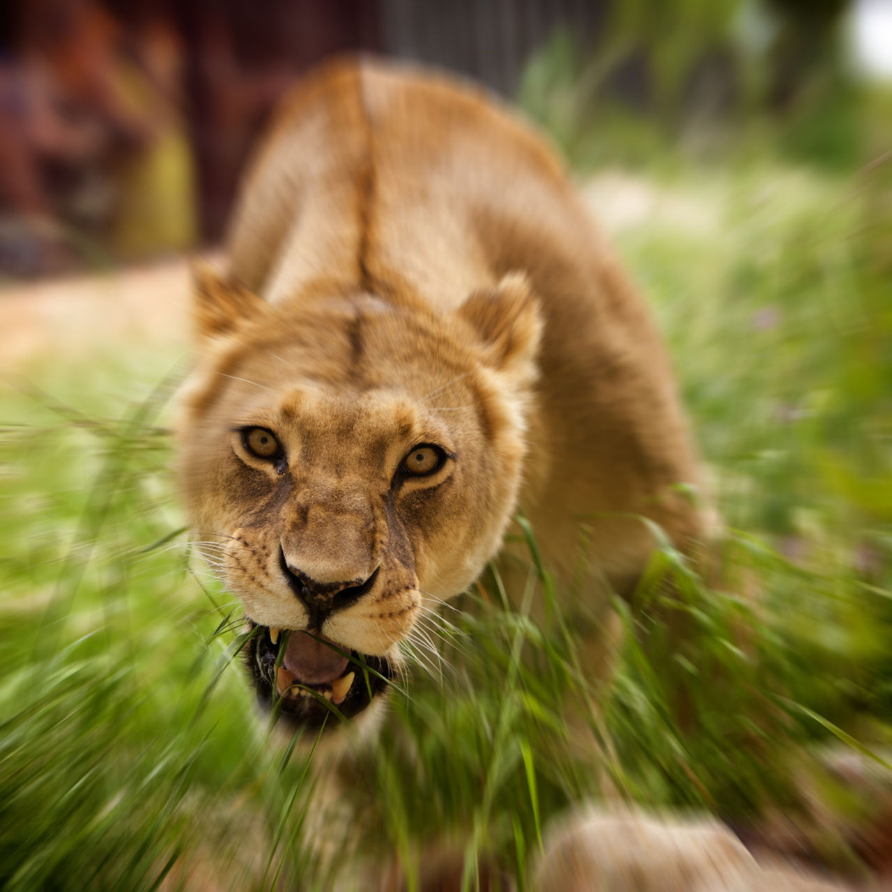 Hetsinstallera inte Lion!