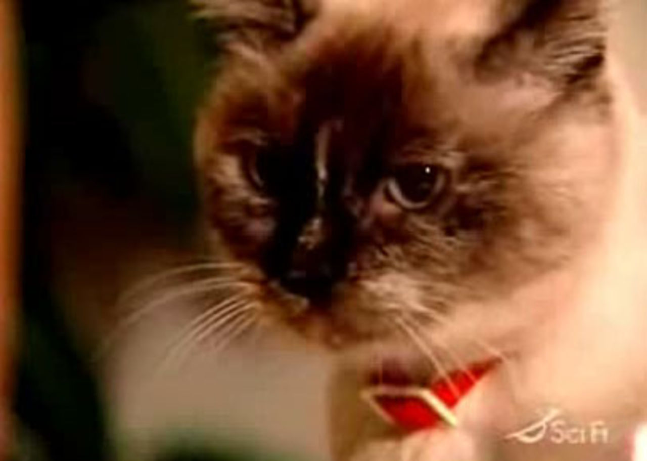 Katt med bordskick