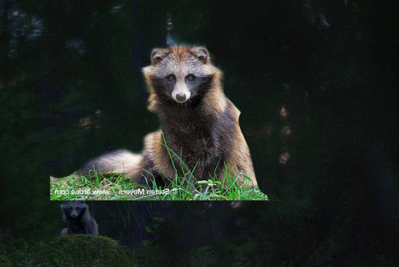 Årets naturfotograf fejkade sina vinnarbilder