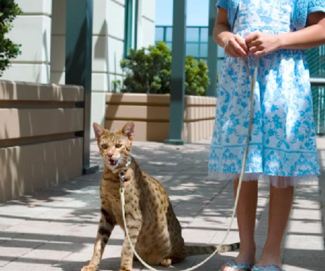 Ashera - stor och dyr kattras