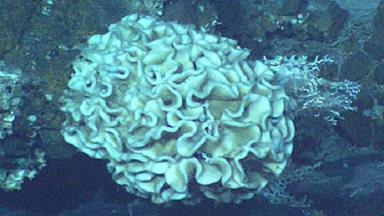 Världens största amöba