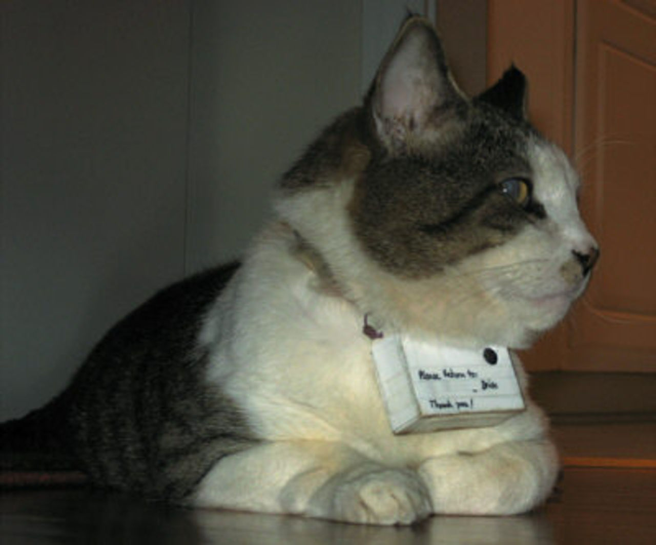 Mr Lee - den fotograferande katten