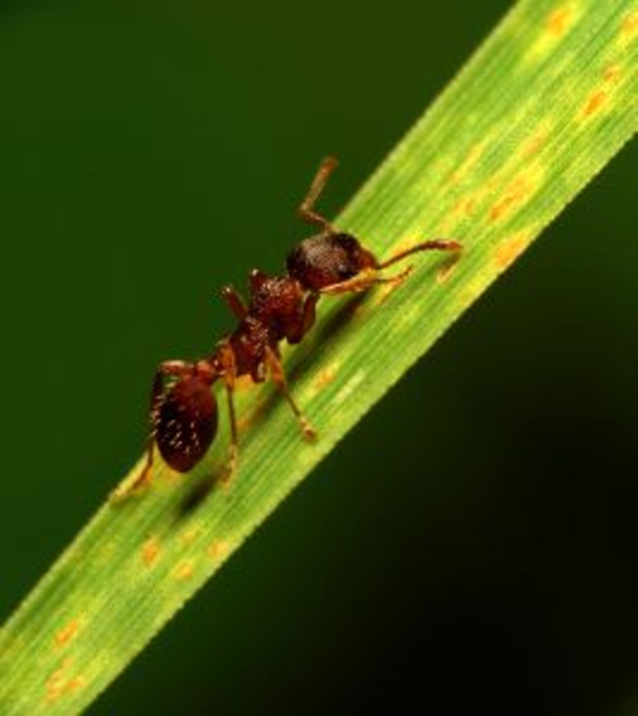 Kineser lurades att investera i myrfarmar
