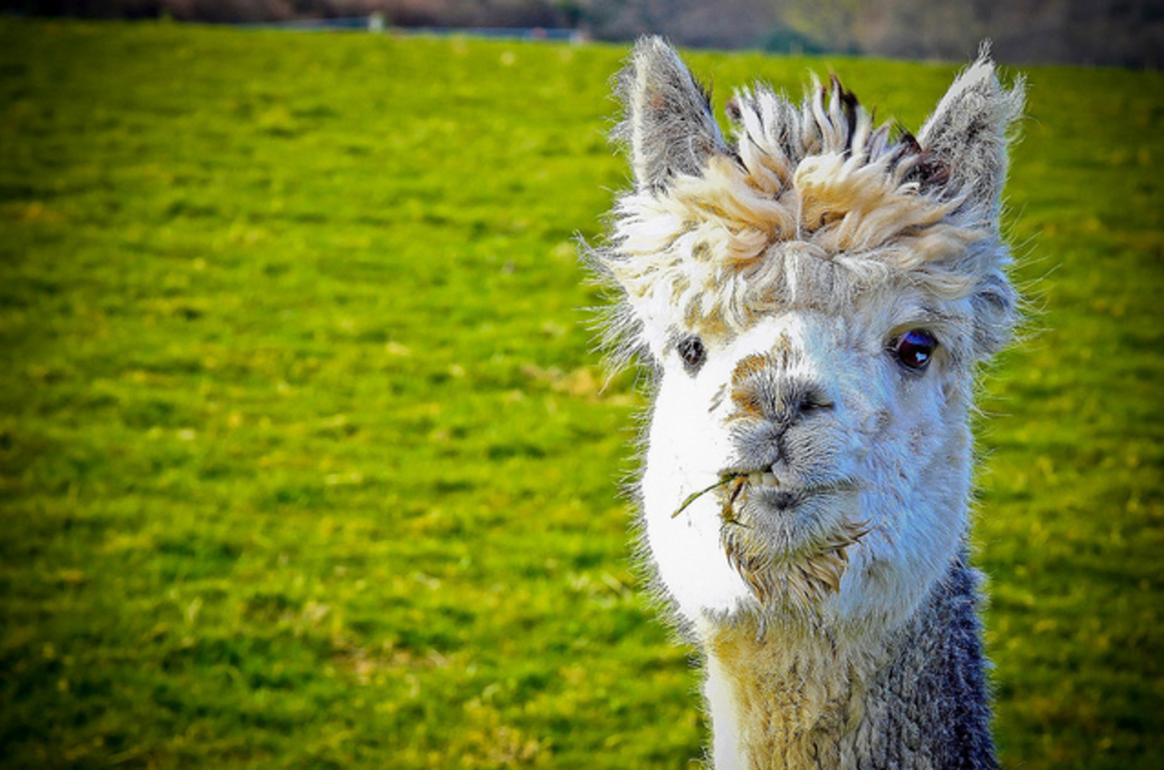 Vill du få reda på om du är sjuk? Spotta på telefonen