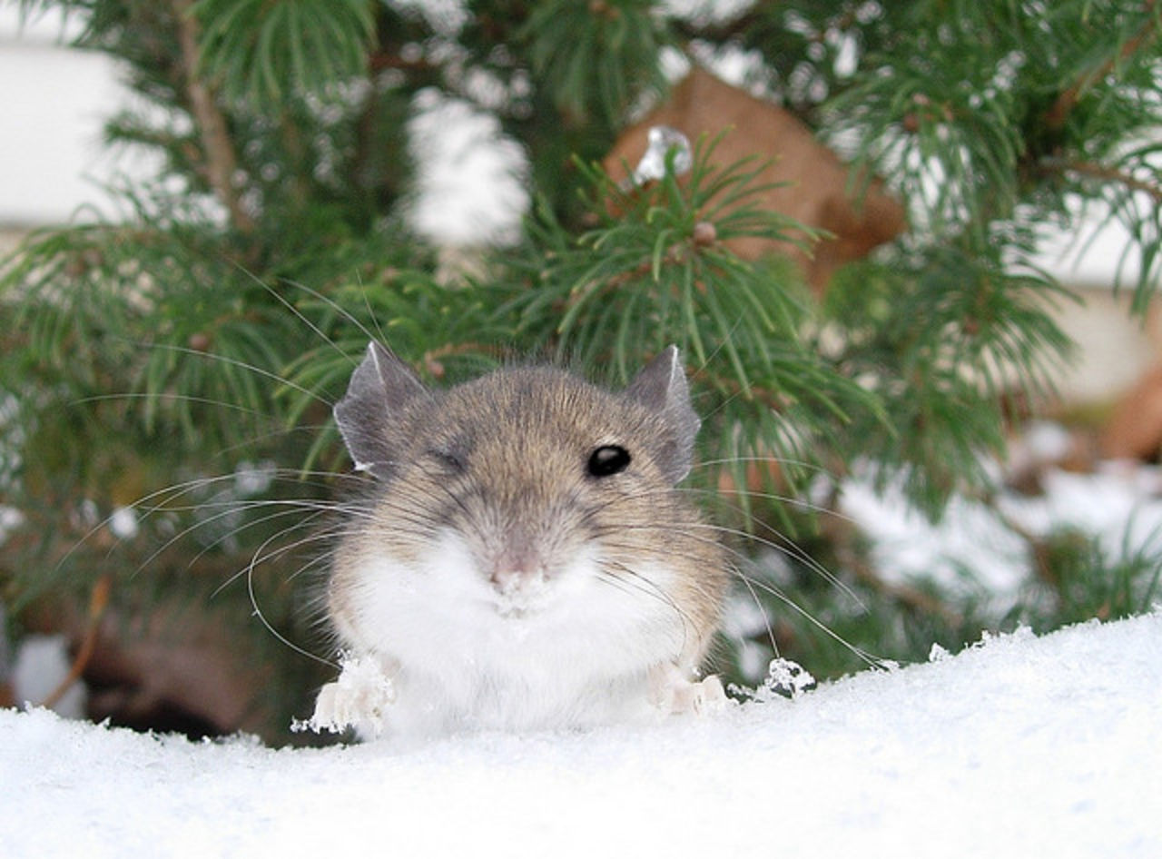 Mus släckte ner Västervik